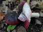 Feketésvörös galambgomba (Russula undulata), Budai-hegység